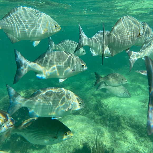 Meet your Posher, Samantha - Picture 1 of 1